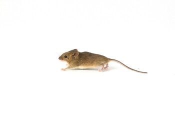 Interested Wood mouse (Apodemus sylvaticus) isolated on white background. This cute looking mouse is found across most of Europe and is a very common and widespread species.