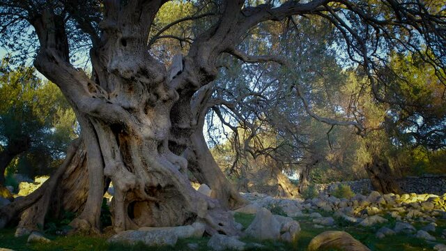 A beautiful olive tree 1200 years old