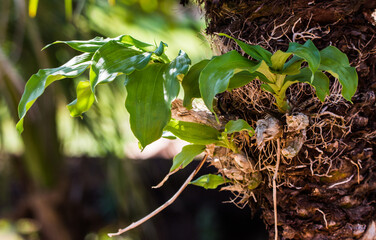 plant in the ground