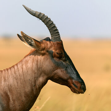 Coke's hartebeest (Alcelaphus buselaphus cokii) head, Rift Valley Province, Maasai Mara, Kenya