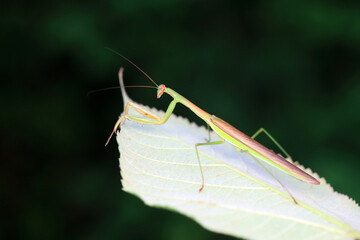 Mantis lives on weeds in the North China Plain
