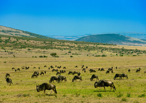 Wildebeests (Connochaetes taurinus), Rift Valley Province, Maasai Mara, Kenya