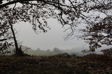 Herbst Nebel Wald Donau