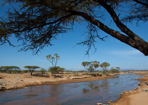 Wasoniro river with acacia trees, Laikipia County, Mount Kenya, Kenya