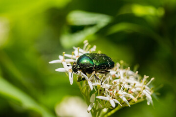 zielony owad na kwiatku