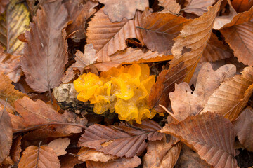 Grzyby w ściólce leśnej © Manetho