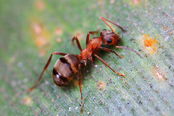 Ants on wild plants, North China