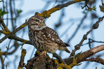 Steinkauz (Athene noctua)