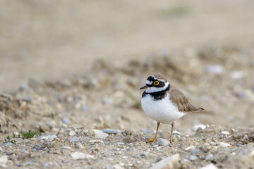 Flußregenpfeifer (Charadrius dubius)