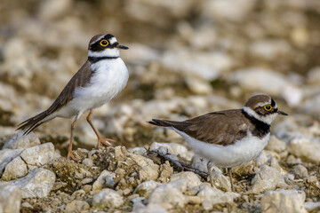 Flußregenpfeifer (Charadrius dubius) Balzverhalten