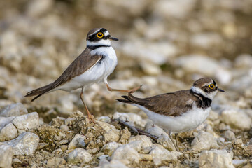 Flußregenpfeifer (Charadrius dubius) Balzverhalten