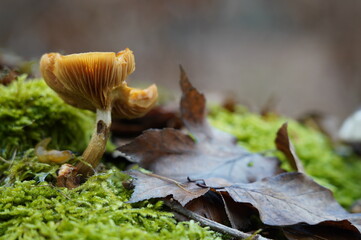 Pilze Wald Herbst 