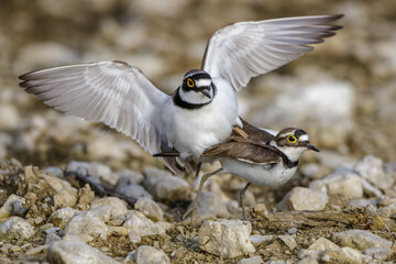 Flußregenpfeifer (Charadrius dubius) Paarung
