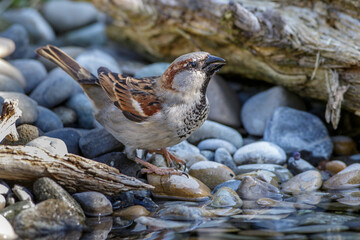 Haussperling (Passer domesticus) Männchen