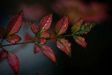 雨に濡れた草木