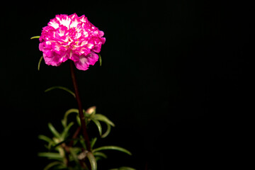pink white mose rose beautiful flower
