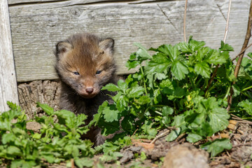 Rotfuchs (Vulpes vulpes) Junger