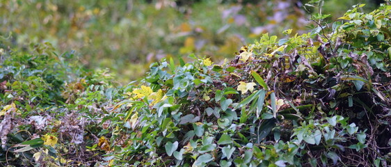 日本の山の雑草