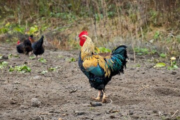 
bird, natural, chicken, red, rooster, beautiful, farm, feather, background, colorful, rural, beak, agriculture, feathers, field, beautiful, outdoors, black, close-up, chicken, egg, chicken coop, poul