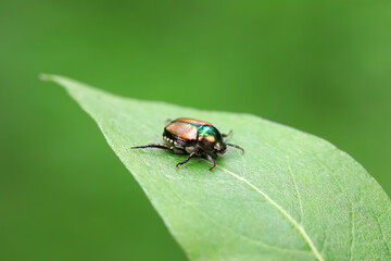 Beetles live on weeds in the North China Plain