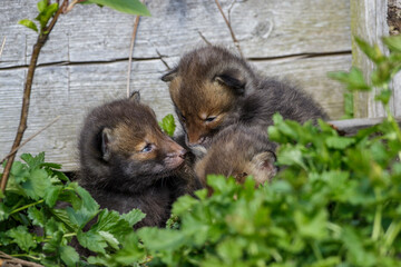 Rotfuchs (Vulpes vulpes) Junge