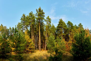 
forest, nature, landscape, green, summer, outdoors, sky, tree, blue, grass, trees, park, beautiful, pine, environment, background, travel, evening, sun, environment, green plant, background, natural 