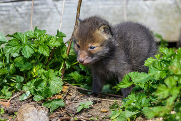 Rotfuchs (Vulpes vulpes) Junger
