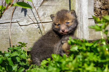 Rotfuchs (Vulpes vulpes) Junger