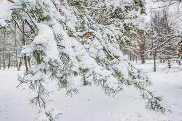 Winter snow pine branch for Christmas card 