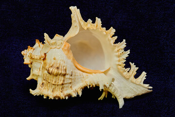 shell, sea, isolated, seashell, nature, beach, ocean, white, shell, object, marine, black, animal, tropical, mollusc, water, macro, decoration, spiral, souvenir, beauty, summer, snail, life, brown , u