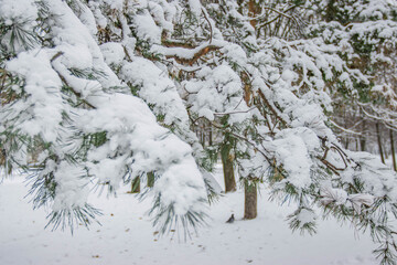 Winter snow pine branch for Christmas card 