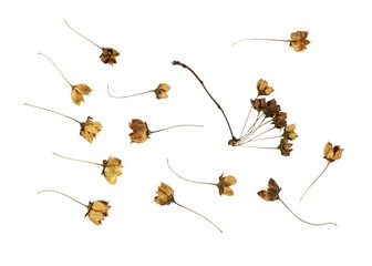 Dry brown flowers with seeds isolated on white