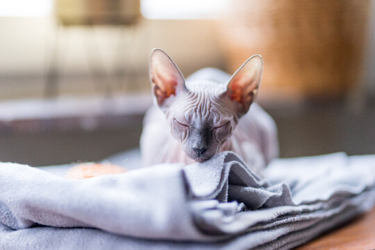 Sphynx Photos Royalty Free Images Graphics Vectors Videos Adobe Stock Sphynx Photos Royalty Free Images Graphics Vectors Videos Adobe Stock