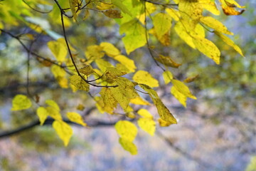 日本の１１月　紅葉