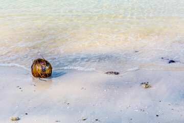 Coconut fruit waste at beach