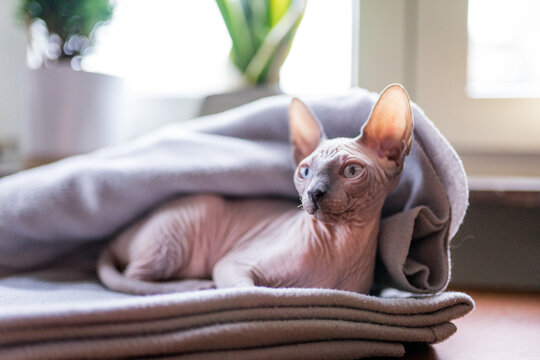 Sphynx Photos Royalty Free Images Graphics Vectors Videos Adobe Stock Sphynx Photos Royalty Free Images Graphics Vectors Videos Adobe Stock