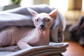 Chat sans poil de race Sphynx 