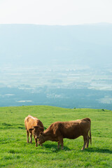 Fototapeta na wymiar 草原の草を食む二頭の牛