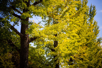 色付き始めたイチョウ