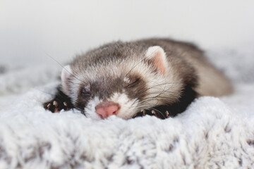 The cute ferret is sleeping