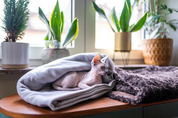 Chat sans poil de race Sphynx 
