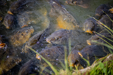池で群がる鯉