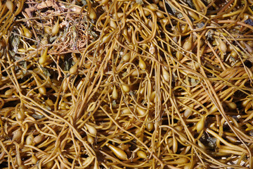 Close-up full frame cut out view of a pile of wet kelp on a sandy beach in the sunlight