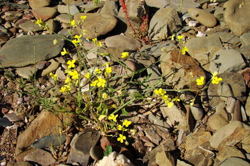 Wildflower (Brassica barrelieri)