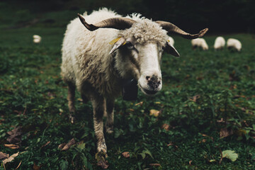 sheep in a field mala fatra slovakia
