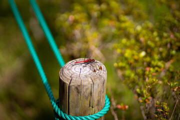 柵に止まる赤とんぼ