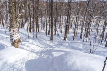 Winter hike in the snow in Mont Orford National Park in Quebec, Canada. Forest under the snow