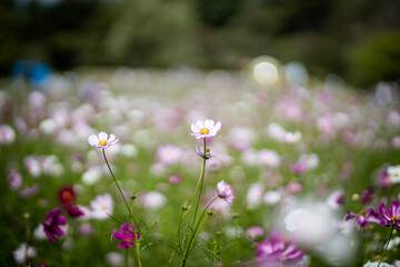 Obraz premium コスモス畑