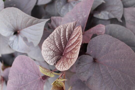 A photo of Ipomoea batatas leaves.