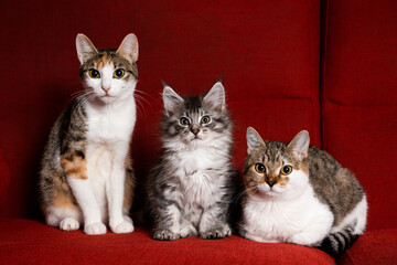 Two European Shorthair and a Maine Coon puppies sitting and looking at each other.